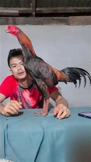 Pamanggon chickens have a unique and charismatic appearance