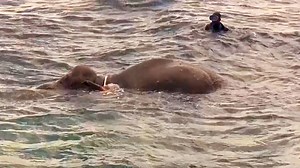 Elephants are good swimmers and can keep themselves afloat in the water—but this one needed help getting back to shore. http://on.natgeo.com/2uP7xXi | National Geographic
