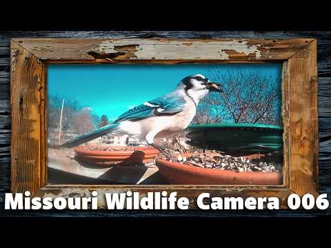 Missouri Wildlife Camera 006