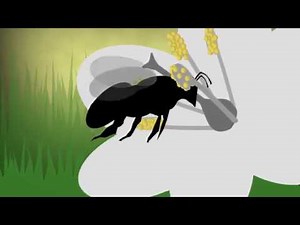 Le rôle de l'abeille