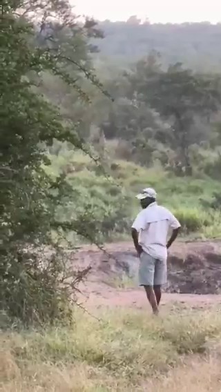 Attends, les lions n’attaquent que quand on leur tourne le dos ?? Ça a l’air sérieusement risqué, quand même !🤔😳