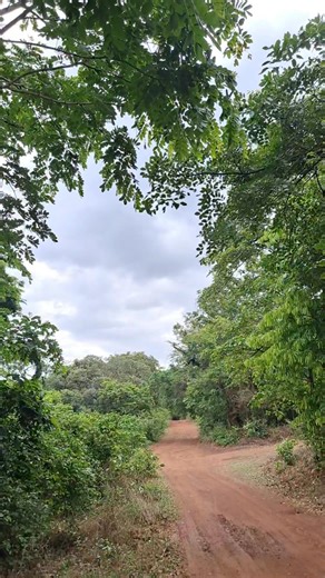 La vie paisible au village calme et Loins de tout bruits et pollutions des grandes villes. Pour vos visites guidées en Guinée n'hésitez pas de nous contacter sur le numéro watsapp suivant : 224 625 70 07 45 Mail : bahtibou@gmail.com | TIBOU BAH guide Touristique en Guinée Conakry