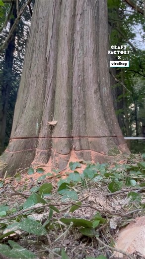 126K views · 277 reactions | I Cut Down A Massive Tree!  | Craft Factory | Facebook