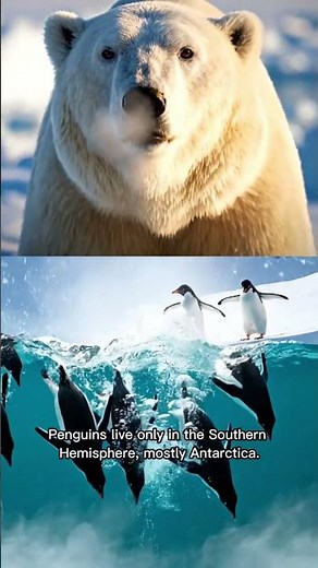 🐧Penguin vs 🐻‍❄️ Polar Bear: Different Poles, Same Cold