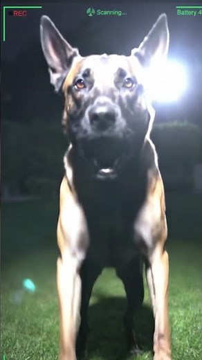 Connection Lost #dog #saves