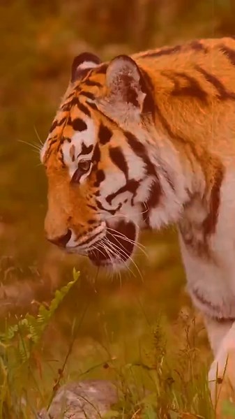 Which has the louder roar? Both Lion and Tiger roars are powerful and loud, but Lion roars are deeper and have a lower frequency, while tiger roars are higher-pitched. #lion #tiger #roars #wildanimals #naturelove #fyp