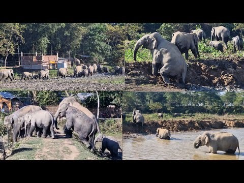 Massive Wild Elephant Herd Travels Through Paddy Fields, Village & River | Rare Assam Footage