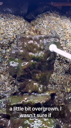 Dustin on Instagram: "Terrarium Waterfall #fyp #terrarium #waterfall #bioactive #aquascape"