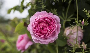 Gardening: Expert gives advice on caring for plants in a heatwave