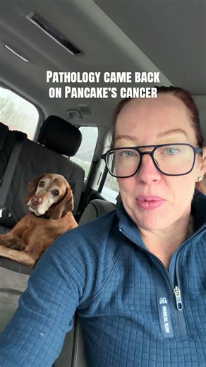 Understanding Spindle Cell Tumors in Veterinary Medicine