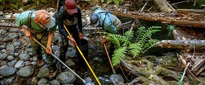 Do wildfires place imperiled salmonid populations at risk of metabolic meltdown?