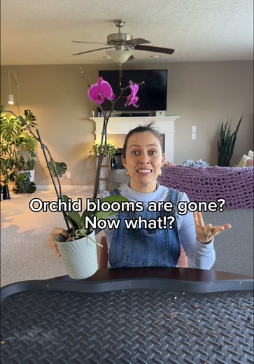 Phalaenopsis Orchid Care Tips and Repotting Guide
