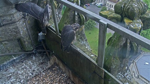 And … lift off! Our first peregrine juvenile has fledged! We believe this was Norman (ring number XZC), taking his maiden flight at 5:44 am this morning. Stay tuned for more updates, as our other peregrines get ready to take their first flights! | Salisbury Cathedral