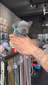 💙 Blue 💙 the male French bulldog puppy, enchants all with his ocean-blue eyes and adorable playfulness, making him impossible to resist. | Betty Teacup Puppies