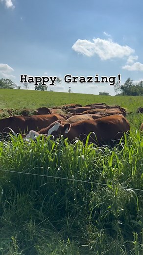 Right Cattle. Right Forage. Right Time. This is what 42 days of full recovery looks like — over 36 inches of high-quality forage, primed for intake and performance. When our forage is in the right stage, our cattle thrive. But getting them here doesn’t happen by chance — it takes management. ✅ Watching recovery windows ✅ Planning moves with intention ✅ Matching stocking rate to growth rate Body condition isn’t a mystery. It’s not just about genetics or blaming the weather — it’s about timing. As