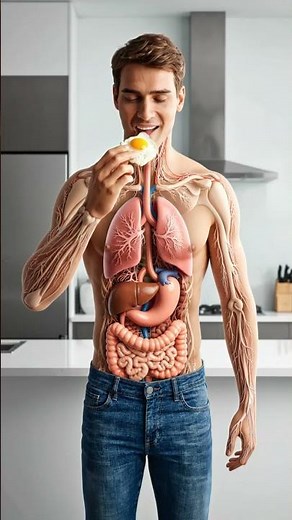 What Happens If You Eat Eggs Every Day