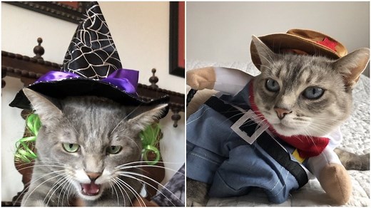 Rover Kitties Test and Review the 15 Best Halloween Costumes for Cats