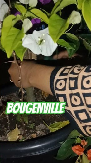 Bougainville #bungakertas #bougenville #shorts