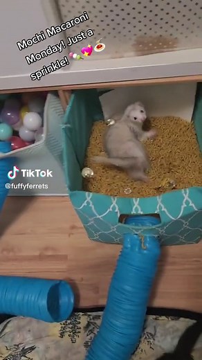 Mochi the Ferret's Macaroni Monday Fun