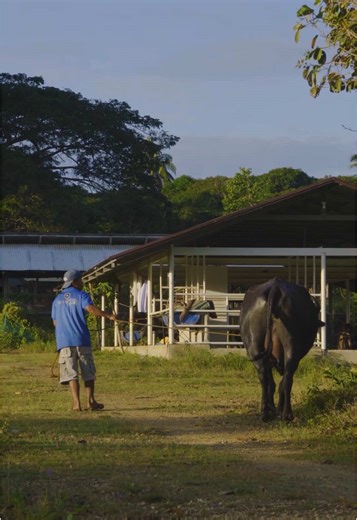 Random clips. 🙂#sabawatsandali #amielsol #guimaras #nature #fyp