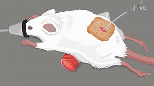 Intrathecal Delivery of a Test Compound to the Rat Central Nervous System