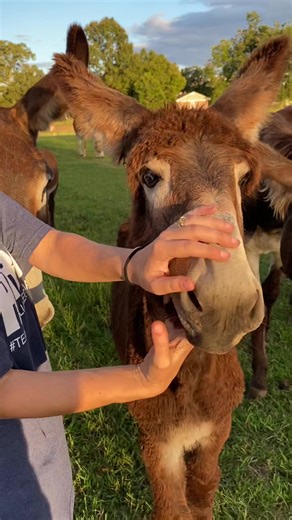 Baby Donkey Teething: Big Teeth Are Coming In