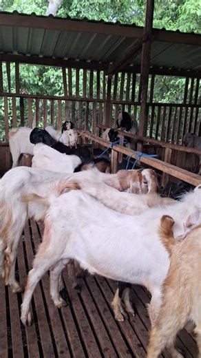 Jantan TB 80 cm. HBU FARM MALANG JAWA TIMUR. Tlp Wa 081334272800