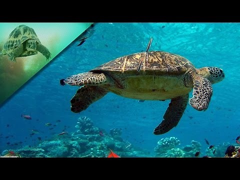معلومات عن السلاحف البحرية ✔ السلحفاة