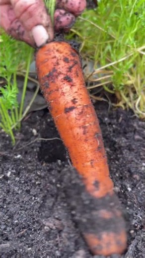The Easiest Way to Harvest Carrots Without Breaking Them | Simple Garden Hack