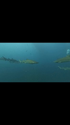 26K views · 277 reactions | Olympus Dive Center on Reels | Facebook