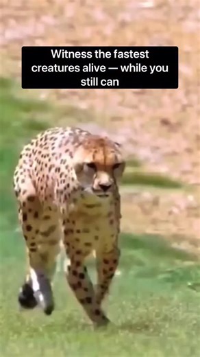 681K views · 31 reactions | These are the fastest animals in the...