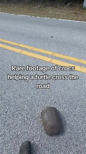 sorry I called it a turtle my bad #certifiedpooloperator #poolexpert #turtleclub #itsatortoise