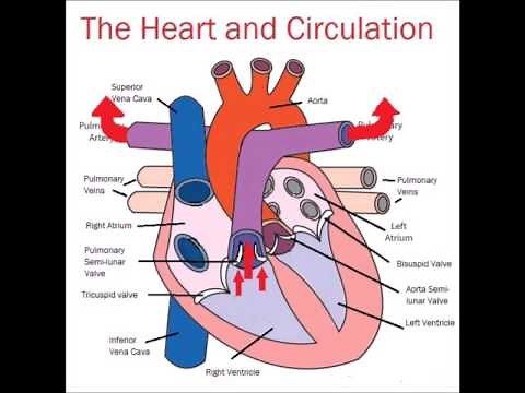 Circulation Rap Video - YouTube