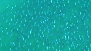 Watch: Shimmering school of bluefish seen migrating off Long Island coast