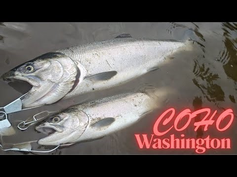 Bank Fishing Coho Salmon in Washington State