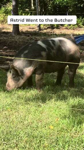 Yesterday we loaded up and said goodbye to Astrid. She was such a nice looking pig! I’m hoping we can cross Lizzo with a Hereford here soon to try the cross again! #bacon #pork #rustedoakfarm