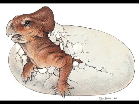 CT Scans of Dinosaur Embryo Skulls (Protoceratops)