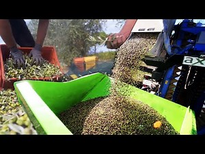 OLIVE FARMING - HOW TO HARVEST OLIVE USING MODERN TECHNOLOGY