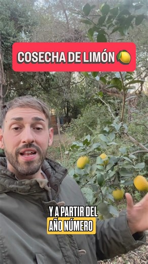 245K views · 7.4K reactions | Cosecha de Limones! Un frutal súper productivo infaltable en casa!  #plantas #limonero #frutal #jardin #árbol #naturaleza | Planeta Jardin | Facebook