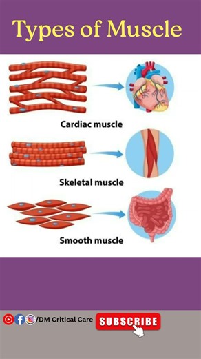 Types of Muscles|Muscle Tissues Types|Muscles|DM Critical Care #muscles #types #ytshorts