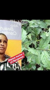 If you Dey Nigeria and you Dey find pik!n….listen to this video and look for this vegetable 🍃 | Mama twins 1 of Bergamo