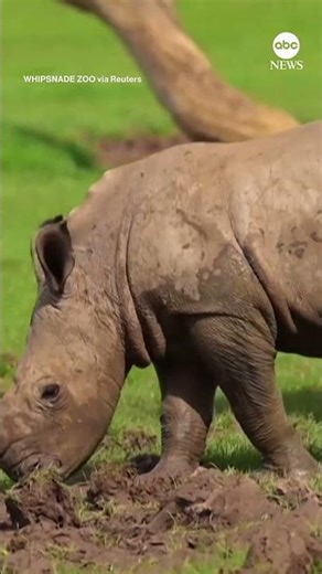 Endangered baby rhino runs in the sun with mom