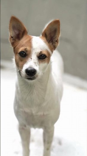 My dog ​​cries when I leave, what should I do?