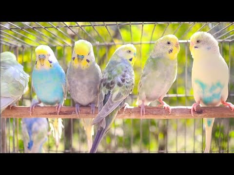 Happy Budgies 3 - Budgerigar Sounds to Play for Your Parakeets | Discover PARROTS