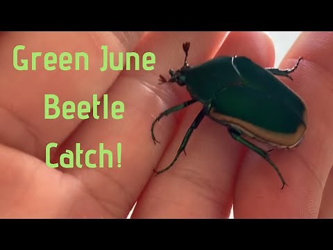 Green June Beetle Catch!