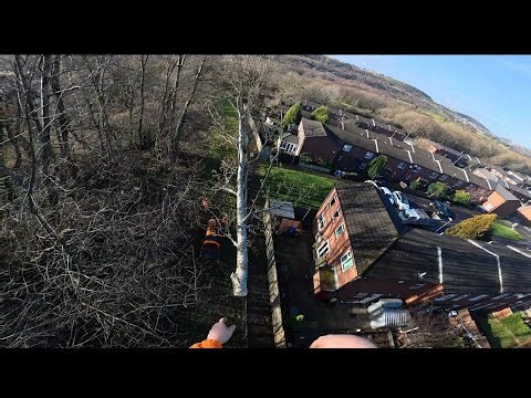 Leaning Alder Tree removal (climbers POV) 4K
