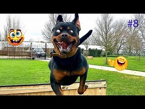 I Can’t Stop Laughing at These Hilarious Dogs 😂 Funny Dog Moments 2025 #8