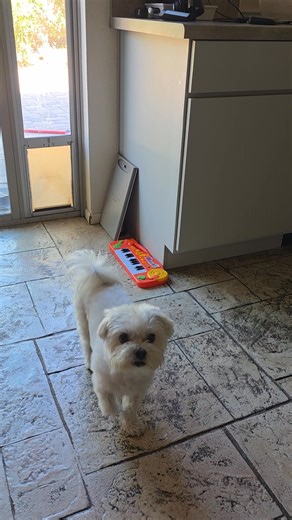 Piano skills are next level | Atlas Jayce