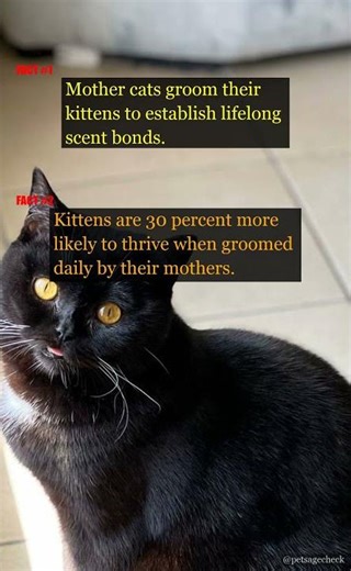 Unlocking Cat Secrets: Grooming & Kneading! 🐱✨ | PetAgeCheck