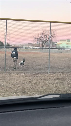 Dalmatian Plays While Mom Watches from the Car